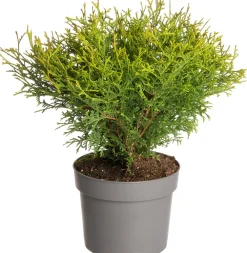 New Lebensbaum (Thuja occidentalis 'Tiny Tim') D 17 H 15 cm Heckenpflanzen|Immergrüne Pflanzen