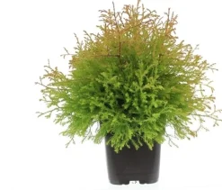 Sale Lebensbaum (Thuja occidentalis 'Golden Globe') D 17 H 15 cm Heckenpflanzen|Immergrüne Pflanzen