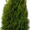 Best Lebensbaum (Thuja occidentalis 'Smaragd') D 21 H 70 cm Immergrüne Pflanzen|Winterharte Pflanzen