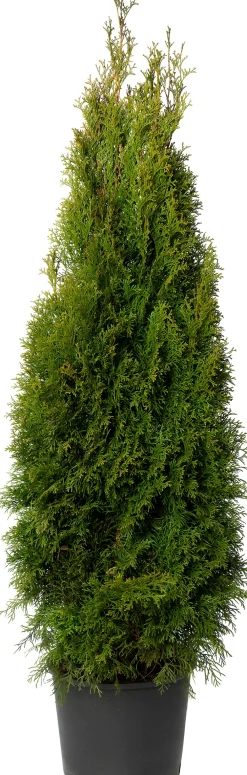 Best Lebensbaum (Thuja occidentalis 'Smaragd') D 21 H 70 cm Immergrüne Pflanzen|Winterharte Pflanzen