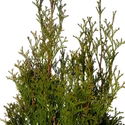 Best Lebensbaum (Thuja occidentalis 'Smaragd') D 21 H 70 cm Immergrüne Pflanzen|Winterharte Pflanzen