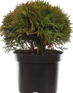 Sale Lebensbaum (Thuja occidentalis 'Danica') D 17 H 15 cm Heckenpflanzen|Immergrüne Pflanzen
