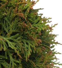 Sale Lebensbaum (Thuja occidentalis 'Danica') D 17 H 15 cm Heckenpflanzen|Immergrüne Pflanzen