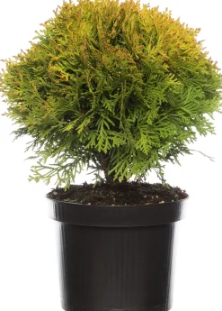 Sale Lebensbaum (Thuja occidentalis 'Mirjam') D 17 H 15 cm Heckenpflanzen|Immergrüne Pflanzen