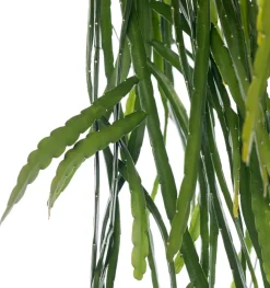 Discount Lepismium (Lepismium bolivianum) D 21 H 55 cm Für Sonne|Kakteen & Sukkulenten