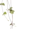 Online Leuchterblume (Ceropegia woodii) D 8 H 30 cm Für Sonne|Kakteen & Sukkulenten