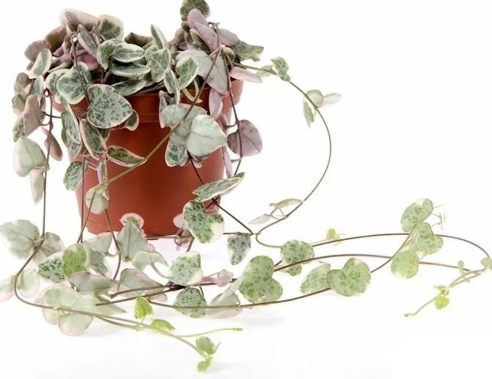 Discount Leuchterblume (Ceropegia woodii 'Variegata') D 8 H 15 cm Kleine Zimmerpflanzen|Grünpflanzen