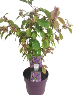 Best Liebesperlenstrauch (Callicarpa bodinieri 'Profusion') D 19 H 60 cm Blühende Pflanzen|Winterharte Pflanzen