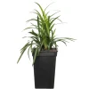 Hot Lilientraube (Liriope muscari 'Moneymaker') D 19 H 30 cm Blühende Pflanzen|Pflanzen Für Schatten