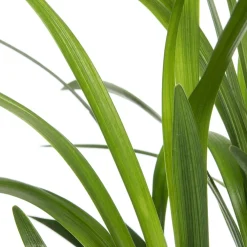 Hot Lilientraube (Liriope muscari 'Moneymaker') D 19 H 30 cm Blühende Pflanzen|Pflanzen Für Schatten