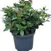 Clearance Lorbeer-Schneeball (Viburnum tinus) D 23 H 30 cm Winterharte Pflanzen|Viburnum