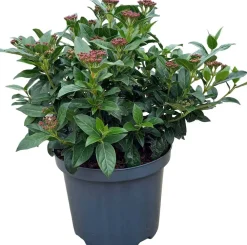 Clearance Lorbeer-Schneeball (Viburnum tinus) D 23 H 30 cm Winterharte Pflanzen|Viburnum