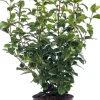 Online Lorbeer-Schneeball (Viburnum tinus) D 17 cm Viburnum