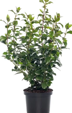 Online Lorbeer-Schneeball (Viburnum tinus) D 17 cm Viburnum