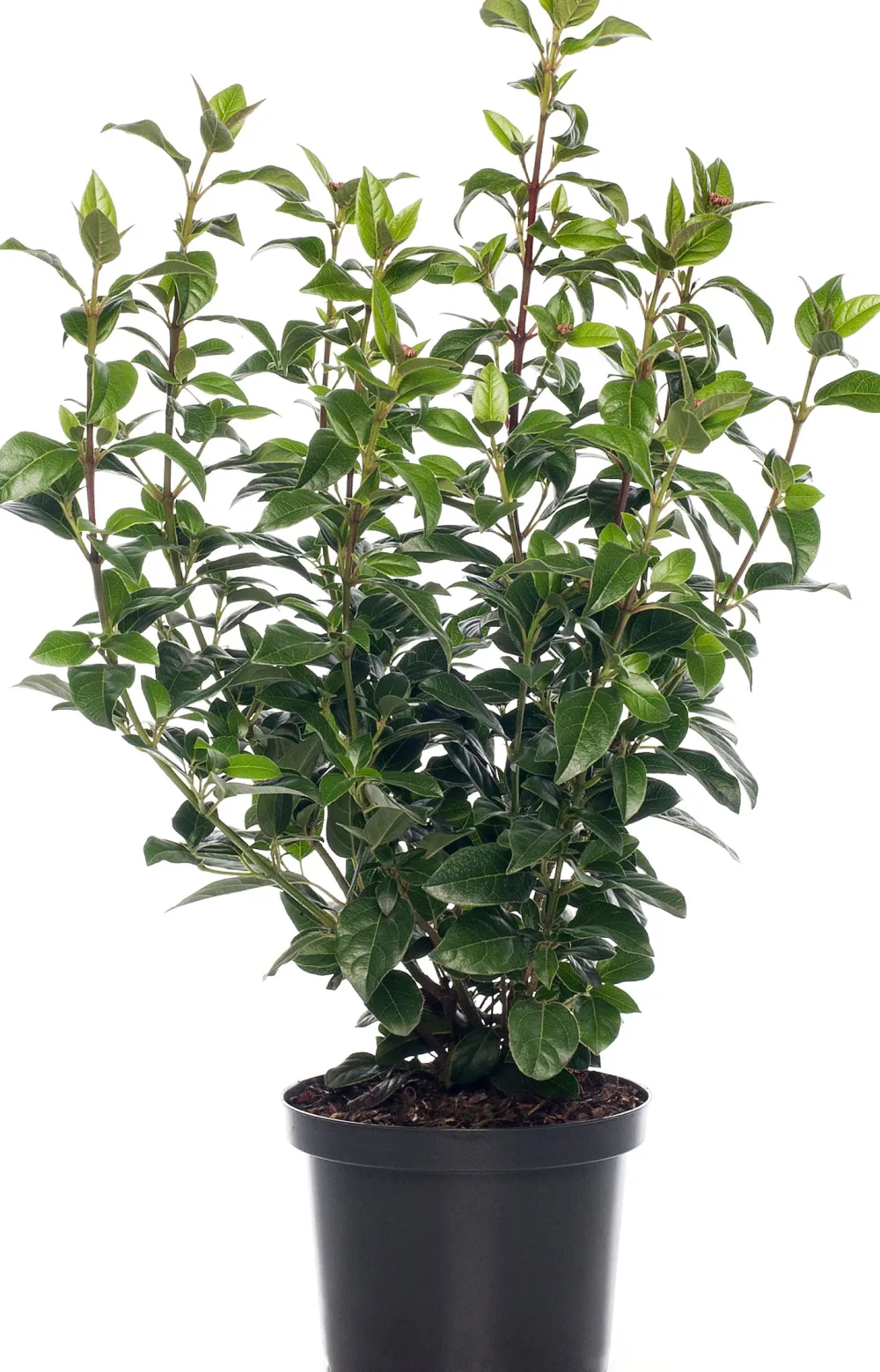 Online Lorbeer-Schneeball (Viburnum tinus) D 17 cm Viburnum