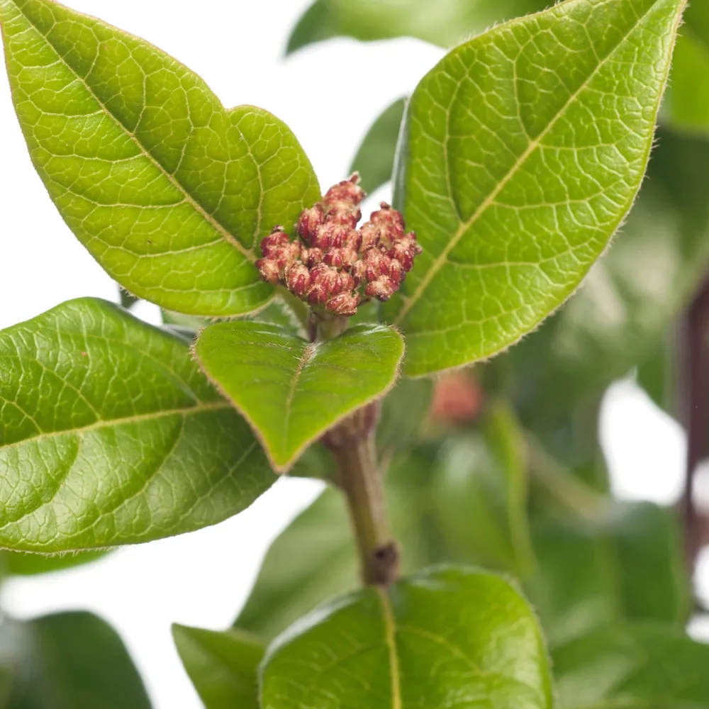 Online Lorbeer-Schneeball (Viburnum tinus) D 17 cm Viburnum