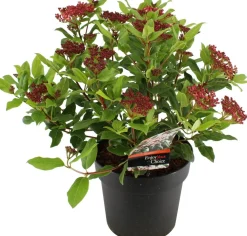 New Lorbeer-Schneeball (Viburnum tinus 'Gwenllian') D 23 H 30 cm Viburnum