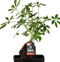 Sale Lova Arrangement Strahlenaralie (Schefflera) D 17 H 30 cm Pflanzenarrangements|Grünpflanzen