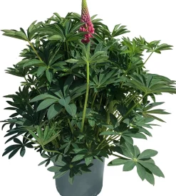 Online Lupine (Lupinus arcticus 'Gallery') D 19 H 50 cm Blühende Pflanzen|Winterharte Pflanzen