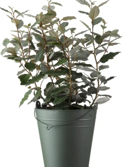 Best Ölweide (Elaeagnus ebbingei 'Compacta') D 19 H 50 cm Heckenpflanzen|Immergrüne Pflanzen