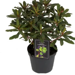 Sale Mandelblättrige Wolfsmilch (Euphorbia amygdaloides 'Purpurea') D 15 H 30 cm Blühende Pflanzen|Immergrüne Pflanzen