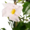 Sale Mandevilla Pyramide (Dipladenia 'Jade White') D 17 H 70 cm Blühende Pflanzen|Einjährige Pflanzen