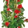 Mandevilla Pyramide (Dipladenia 'Sundaville') rot D 17 H 70 cm Blühende Pflanzen|Einjährige Pflanzen