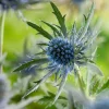 Discount Mannstreu (Eryngium planum) D 9 H 5 cm Blühende Pflanzen|Mehrjährige Pflanzen