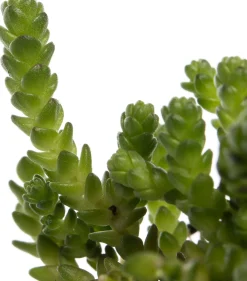 Discount Mauerpfeffer (Sedum acre) D 9 H 5 cm Mehrjährige Pflanzen|Fetthenne