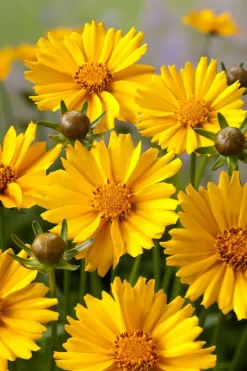 New Mädchenauge (Coreopsis Grandiflora 'Sonnenkind') Mehrjährige Pflanzen|Blühende Pflanzen