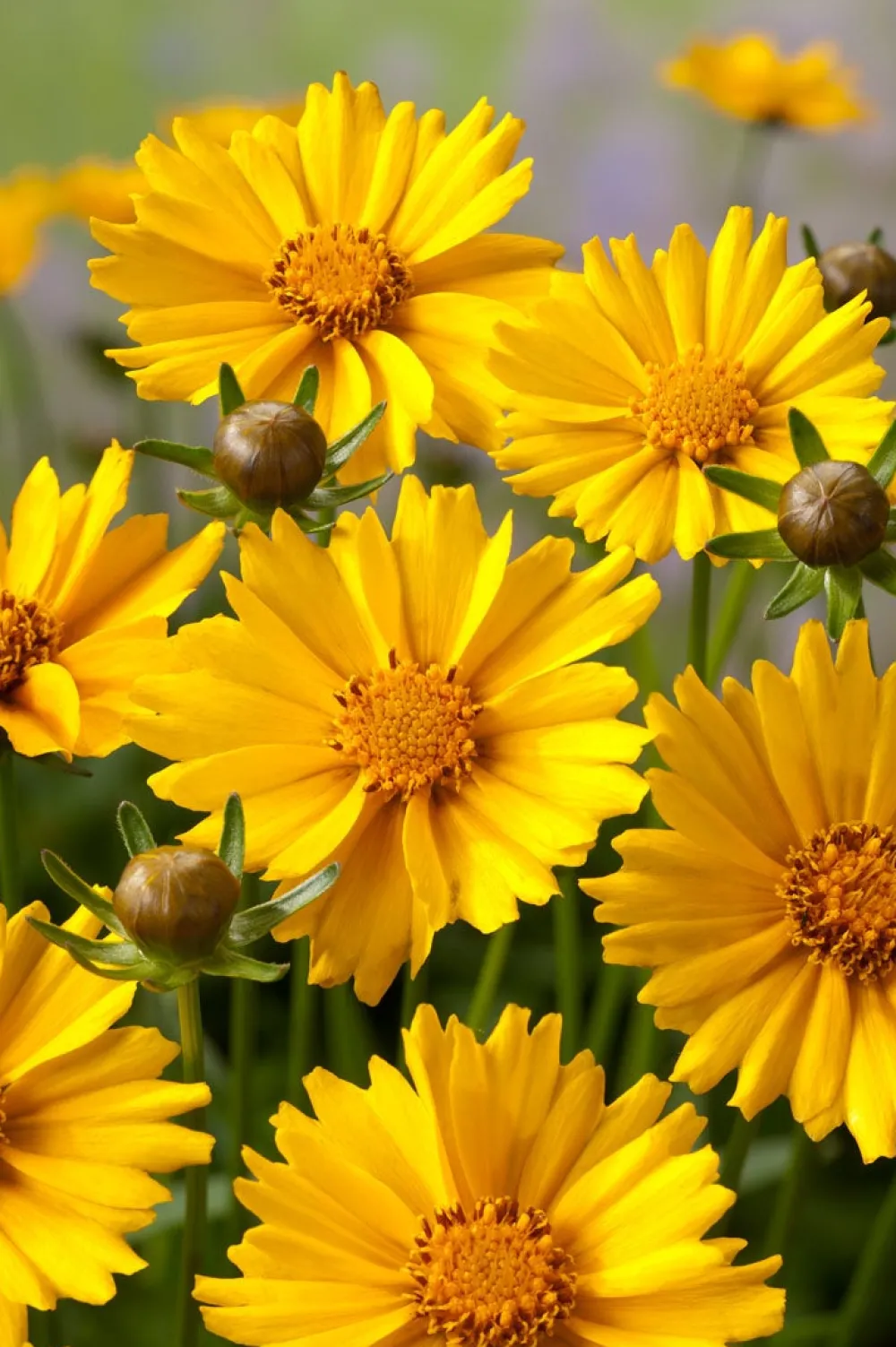 New Mädchenauge (Coreopsis Grandiflora 'Sonnenkind') Mehrjährige Pflanzen|Blühende Pflanzen