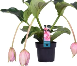 Best Medinille (Medinilla magnifica) D 17 H 55 cm Blühende Zimmerpflanzen|Medinille