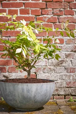 Sale Mica Decorations Pflanzschale Bravo grau D 35 H 17 cm Blumentöpfe & Pflanzgefäße