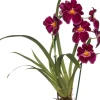Sale Miltonia-Orchidee (Miltonia) Ø 12 cm H 50 cm Blühende Zimmerpflanzen|Orchideen