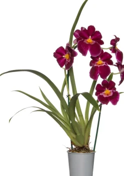 Sale Miltonia-Orchidee (Miltonia) Ø 12 cm H 50 cm Blühende Zimmerpflanzen|Orchideen