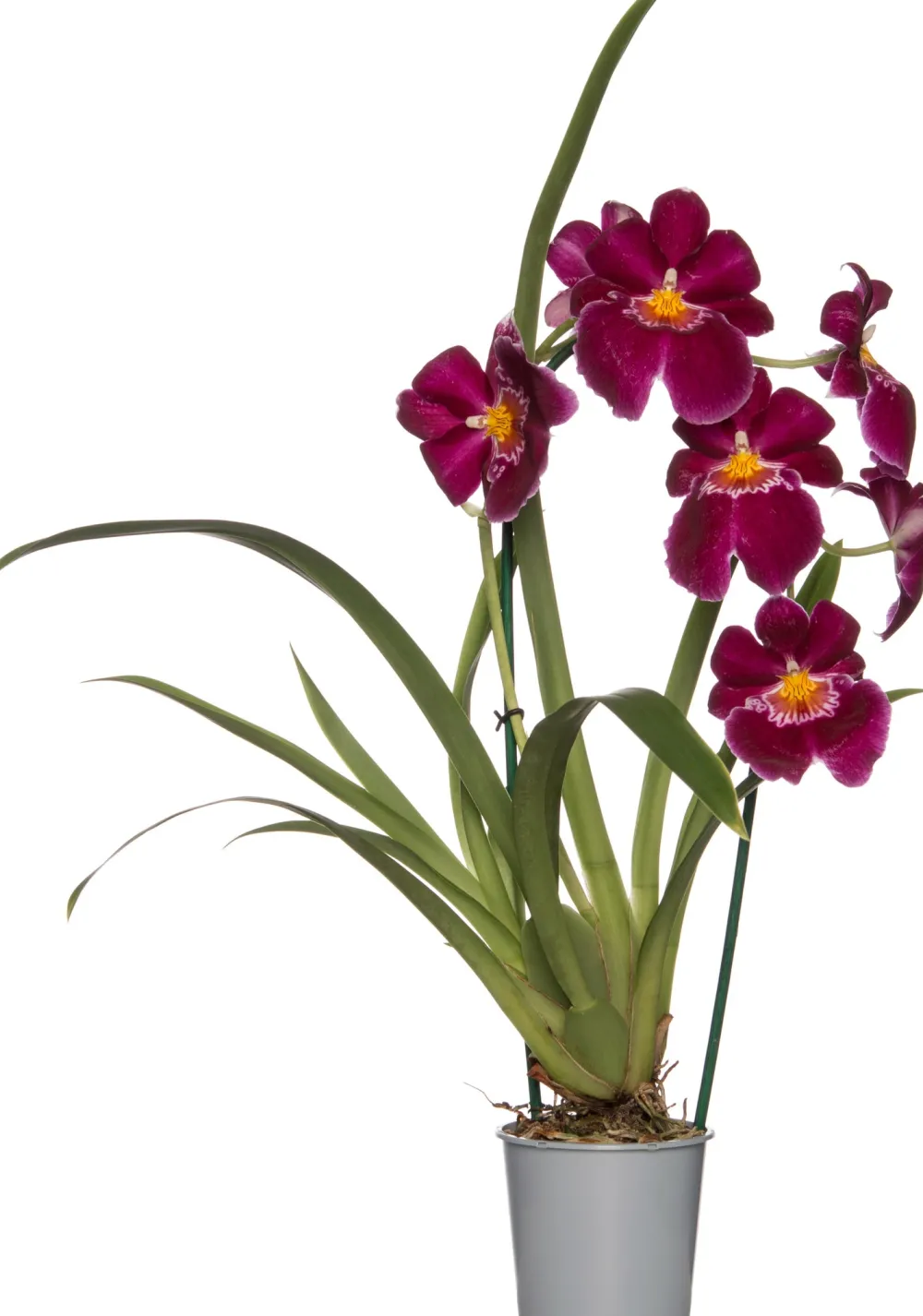 Sale Miltonia-Orchidee (Miltonia) Ø 12 cm H 50 cm Blühende Zimmerpflanzen|Orchideen
