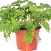 New Mimose (Mimosa pudica) D 9 H 13 cm Kleine Zimmerpflanzen|Grünpflanzen