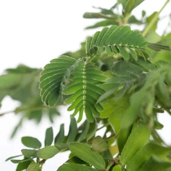 New Mimose (Mimosa pudica) D 9 H 13 cm Kleine Zimmerpflanzen|Grünpflanzen