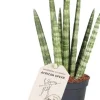 Sale Mini Bogenhanf (Sansevieria cylindrica 'Rocket') D 6 H 25 cm Für Sonne|Luftreinigende Pflanzen