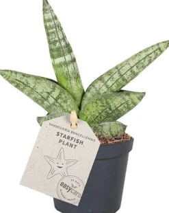 Online Mini Bogenhanf (Sansevieria cylindrica 'Boncel') D 6 H 20 cm Kleine Zimmerpflanzen|Für Sonne