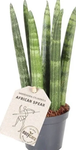 Best Mini Bogenhanf (Sansevieria cylindrica 'Straight') D 6 H 25 cm Kleine Zimmerpflanzen|Für Sonne