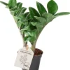 Clearance Mini Glücksfeder (Zamioculcas zamiifolia 'Zenzi') D 6 H 18 cm Kleine Zimmerpflanzen|Für Sonne