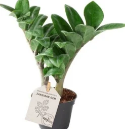 Clearance Mini Glücksfeder (Zamioculcas zamiifolia 'Zenzi') D 6 H 18 cm Kleine Zimmerpflanzen|Für Sonne