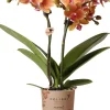 Discount Mini Orchidee (Phalaenopsis kolibri) orange D 9 H 40 cm Blühende Zimmerpflanzen|Orchideen