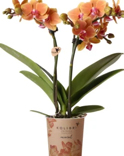 Discount Mini Orchidee (Phalaenopsis kolibri) orange D 9 H 40 cm Blühende Zimmerpflanzen|Orchideen