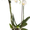 Discount Mini Orchidee (Phalaenopsis 'Little Kolibri') weiß D 9 cm H 30 cm Blühende Zimmerpflanzen|Orchideen