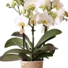 Discount Mini Orchidee (Phalaenopsis kolibri 'Lausanne') D 9 H 40 cm Blühende Zimmerpflanzen|Orchideen