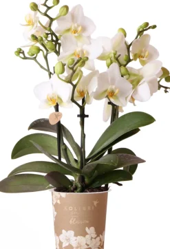 Discount Mini Orchidee (Phalaenopsis kolibri 'Lausanne') D 9 H 40 cm Blühende Zimmerpflanzen|Orchideen