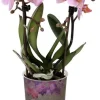 Clearance Mini Orchidee (Phalaenopsis 'Little Kolibri') rosa D 9 cm H 30 cm Blühende Zimmerpflanzen|Orchideen