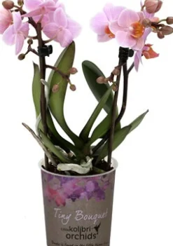Clearance Mini Orchidee (Phalaenopsis 'Little Kolibri') rosa D 9 cm H 30 cm Blühende Zimmerpflanzen|Orchideen